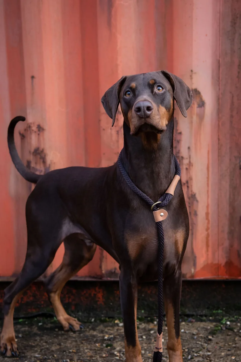Hundesnor - Billede 3